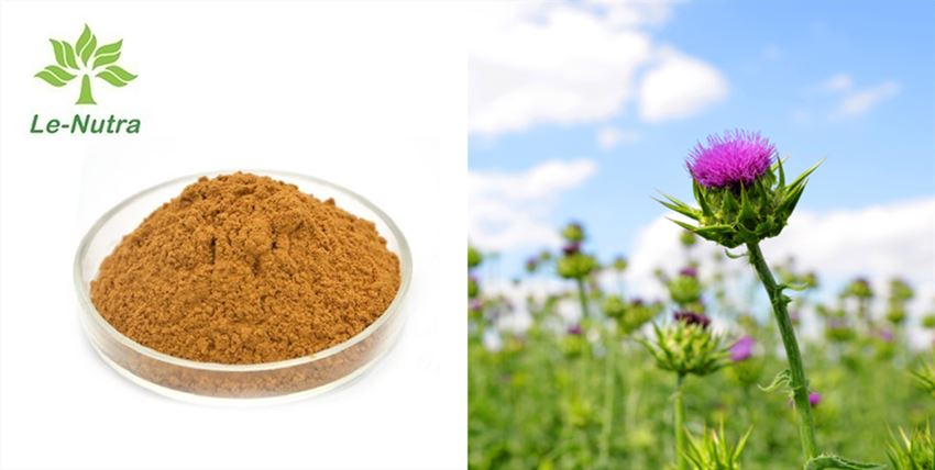 Natural Milk Thistle Extract Powder Natural Milk Thistle Extract Powder