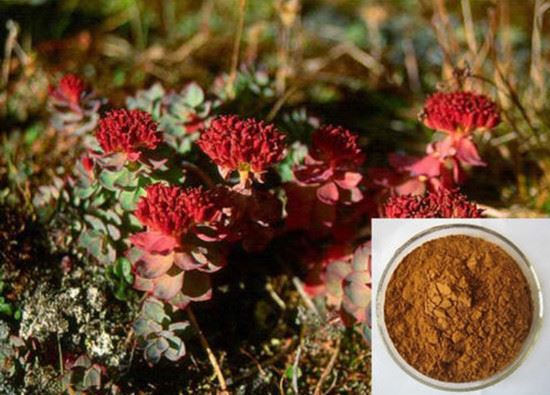 Rhodiola Rosea Root Extract-Lenutra Rhodiola Rosea Root Extract-Lenutra