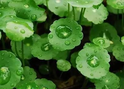 product-1-1 Hydrocotyle asiatica Extract