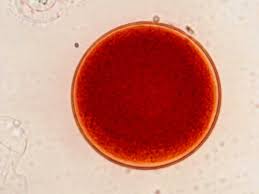 Astaxanthin bulk powder