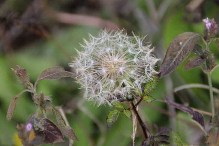 Natural Dandelion Extract